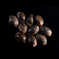 White Domina - 10+3 Seed