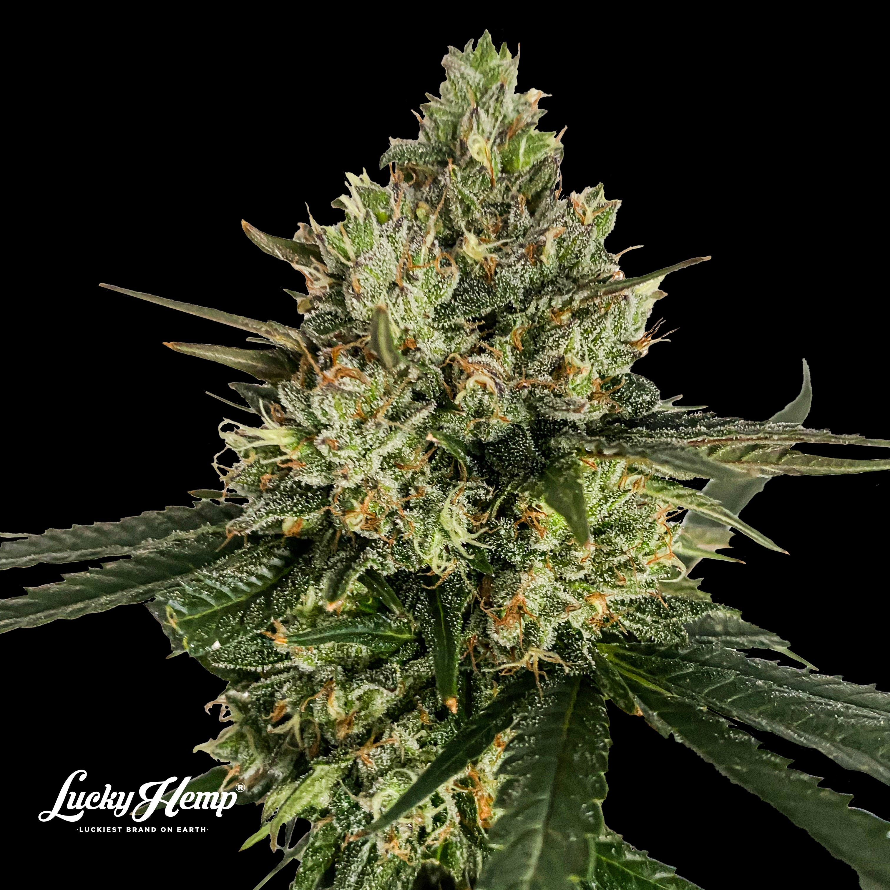 Cadillac Rainbow Feminized Seeds - 3 Seeds
