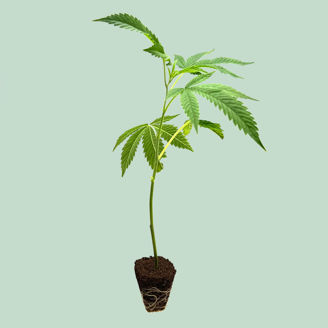 Girl Scout Cookies - Cannabis Cuttings