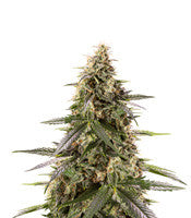 Chem-Bomb Auto (Humboldt Seeds)