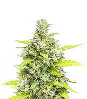 Choco Thai Auto (Herbies Seeds)