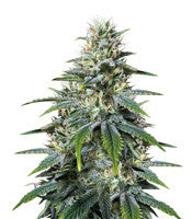 Chocolate Heaven (G13 Labs)