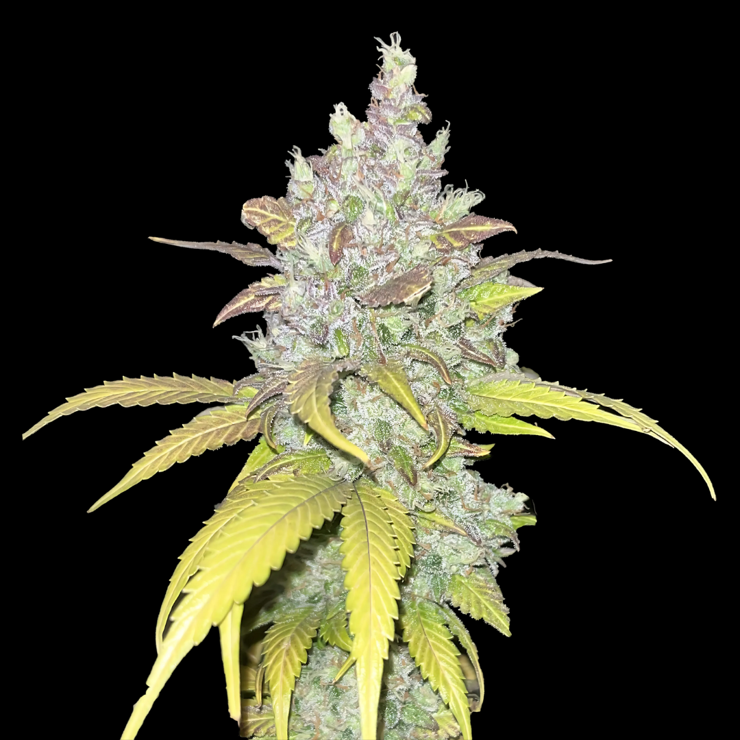 Cookies seeds automatic - 3 seeds