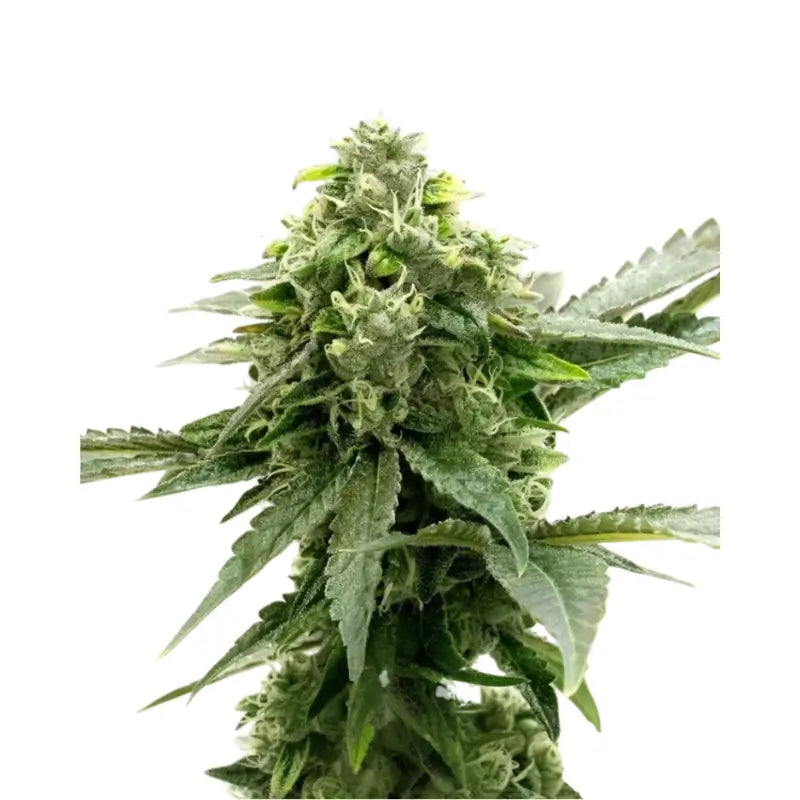 Critical Auto Cannabis Samen - 3 Stück