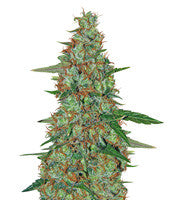 Critical Ryder Auto (Blackskull Seeds)