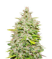 Crystal METH (Dr. Underground)