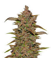 Crystal METH Auto (Fast Buds)