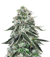 Dark Star x AK-49 (Vision Seeds)