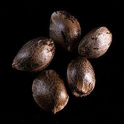 Baby Boom Auto - 5+2 Seed