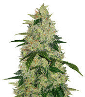 Diesel Auto (G13 Labs)