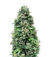 Dinamed CBD Autoflowering (Dinafem Seeds)