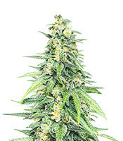 Dozy Cookies (AlphaFem Seeds)