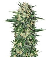 Dr. Greenthumb’s Em-Dog by B-Real (Humboldt Seeds)