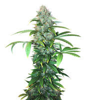 Ese T. Bilbo Auto (Genehtik Seeds)