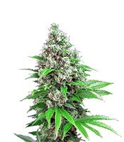 Killer Kush F1 Fast Version (Sweet Seeds)