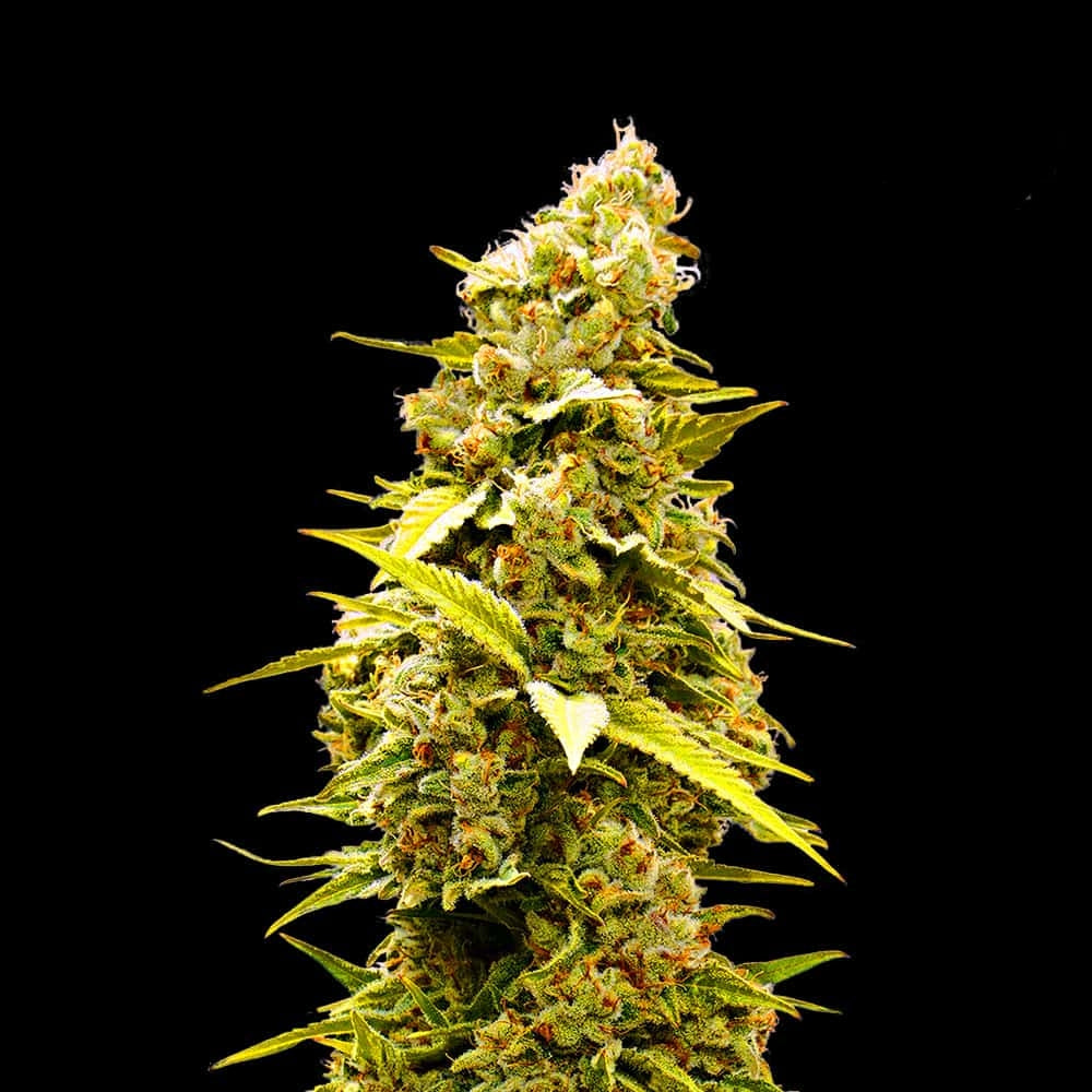 Banana Monkey Seeds - Feminisiert (24% THC)