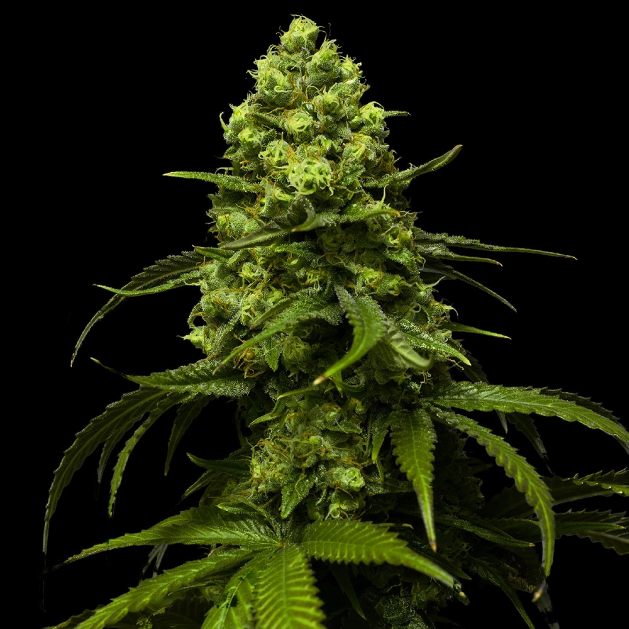 Strawberry Seeds - Feminisiert (24% THC)