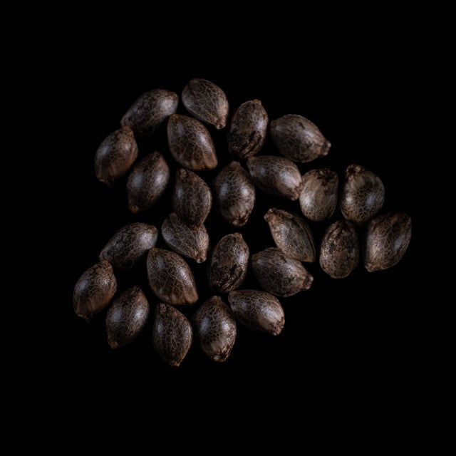 Cherry Dream - 25 Seed