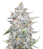 Forum Stomper Auto (Mephisto Genetics)