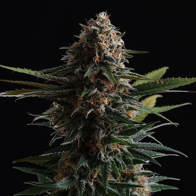 Candy Cream Go Fast
