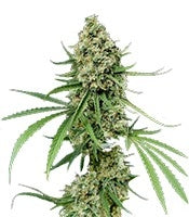 Critical + (Dinafem Seeds)