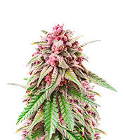 Still Bubba (AlphaFem Seeds)