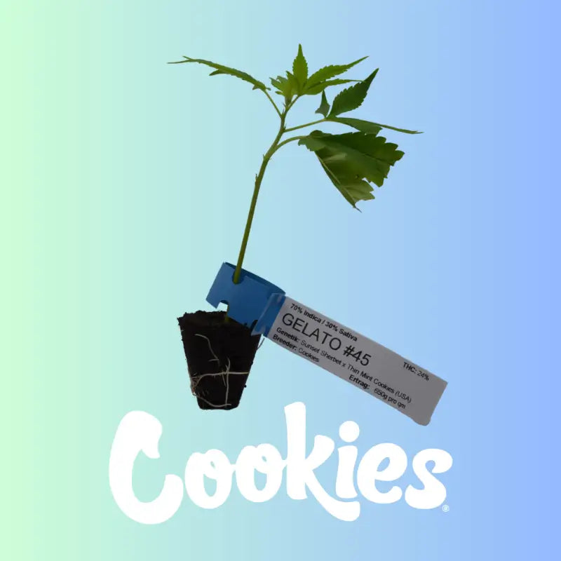 Gelato #45 Feminized Clones Cookie Fam Genetics