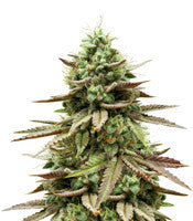 Gelato 33 (Advanced Seeds)