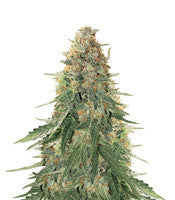 Girl Scout Cookies Auto (Garden of Green)