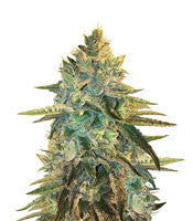Girl Scout Cookies (Original Sensible Seeds)