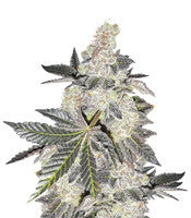 Girl Scout Cookies (BlimBurn Seeds)