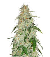 Critical Mass Regular (Mr. Nice Seedbank)