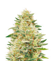 Godzilla Original Glue GG#4 (Dr. Underground)