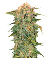 Golden Tiger regular (Ace Seeds)