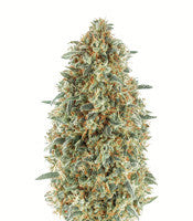 Gorilla Blue (Advanced Seeds)