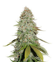 GG#4 Original Glue (Seedstockers)