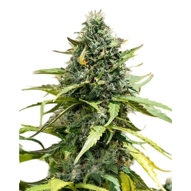 Gorilla XL Automatische Cannabis Samen - 3 Stück
