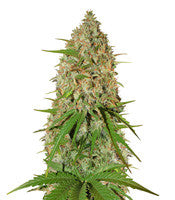 Grapefruit Auto (Fast Buds)