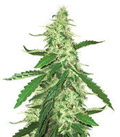 Green Crack (BlimBurn Seeds)