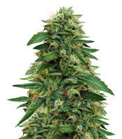 Gorilla (GG#4 Original Glue) (Expert Seeds)