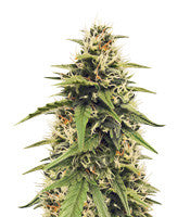 Heisenberg Special Auto (Mephisto Genetics)