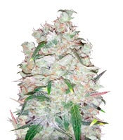 Bulk Smash Auto (Dr. Krippling Seeds)