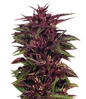 Twilight (Dutch Passion)