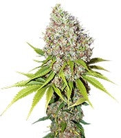 Ice (Nirvana Seeds)