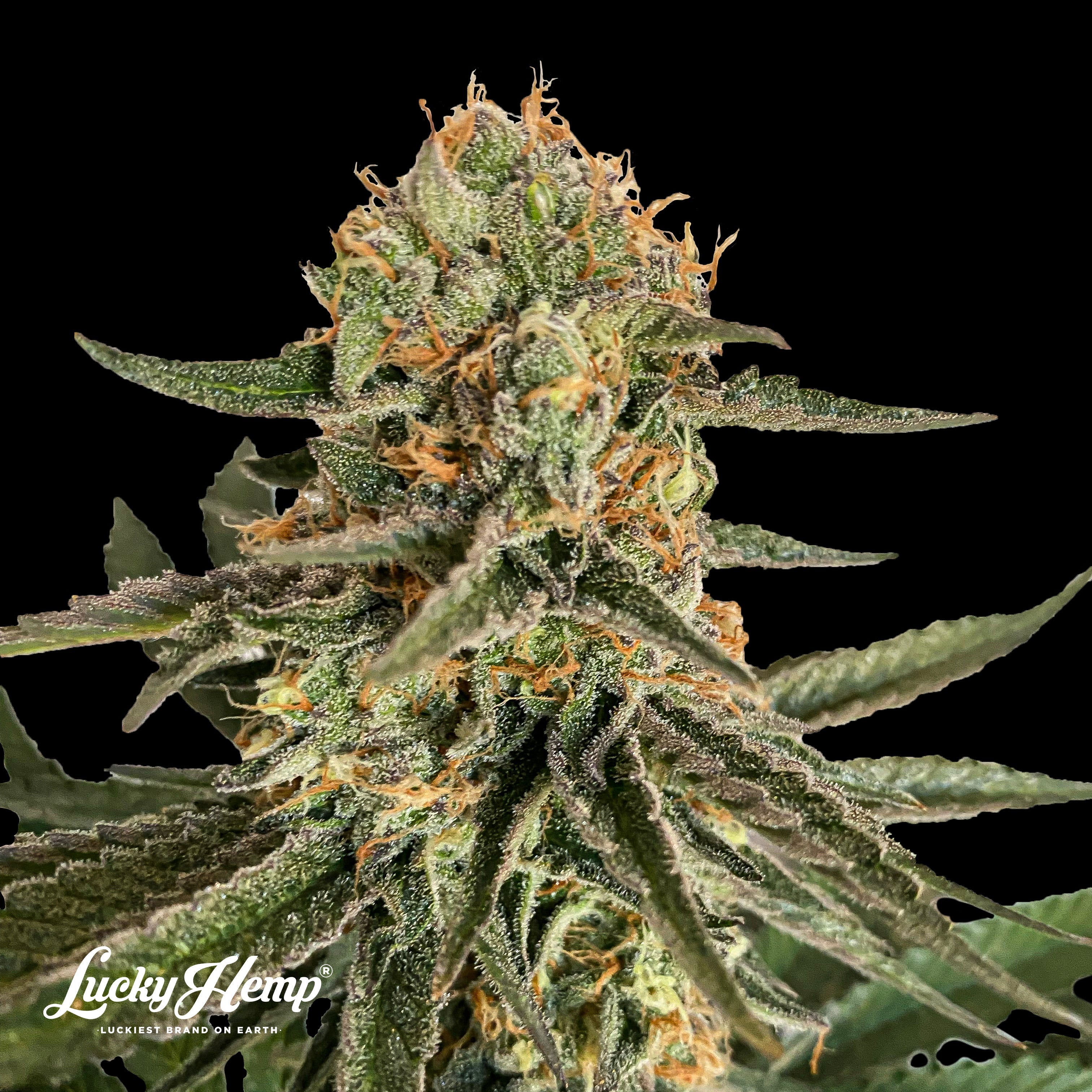 Ice Cream Cake US Seeds Feminized - 3 seeds