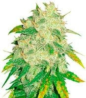 Il Diavolo Auto (Delicious Seeds)