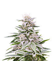IsLAnd (DNA Genetics)