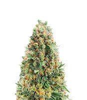 Kukulkan (Pyramid Seeds)