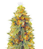 Northern Lights (Vision Seeds)