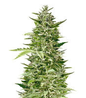 Jack Diesel (Positronics Seeds)